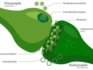 Endocannabinoid System Diagram