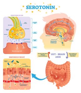 Serototin vector illustration. Labeled diagram with gut brain axis and CNS.