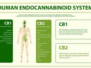 Human Endocannabinoid System horizontal infographic