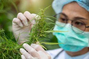 Women in a hemp field.