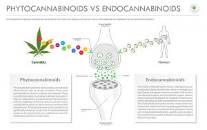 Phytocannabinoids vs Endocannabinoids: how do they work in your body?